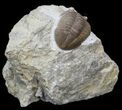Bargain Asaphus Lepidurus Trilobite - Russia #31304-1